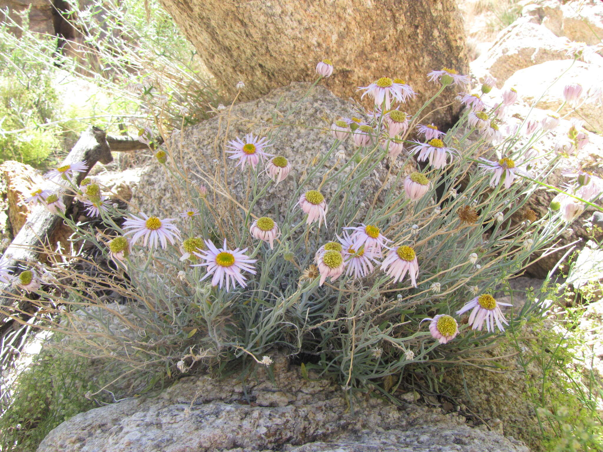 Erigeron parishii A. Gray resmi