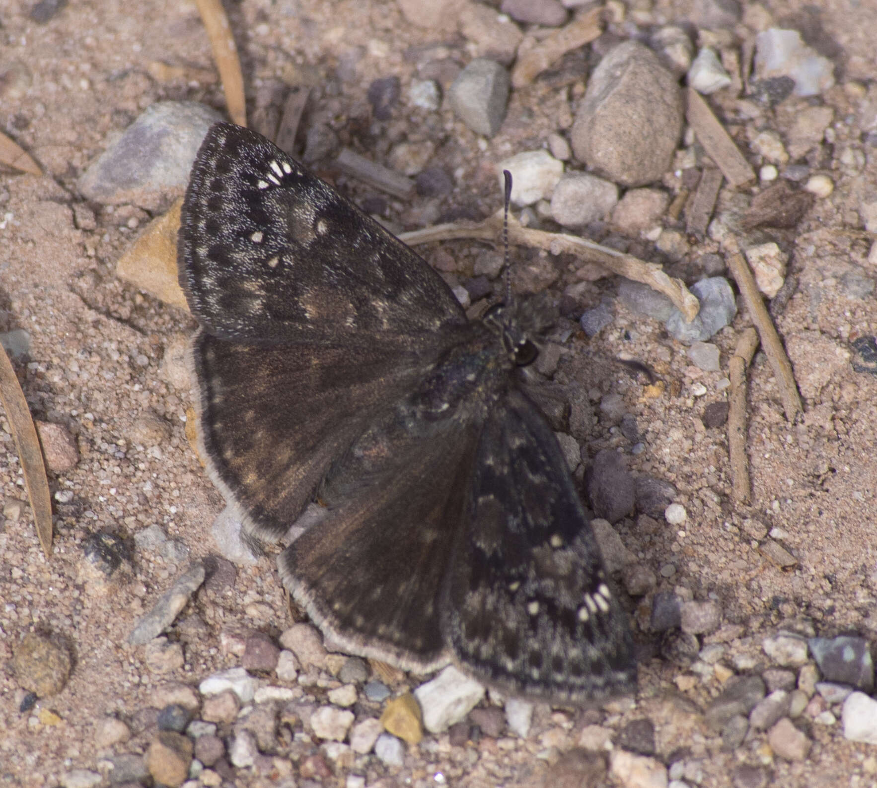 Image of Afranius Duskywing