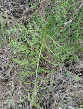 Image of Asplenium adiantum-nigrum var. solidum (Kunze) J. P. Roux