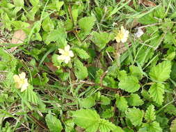 Image of threelobe false mallow