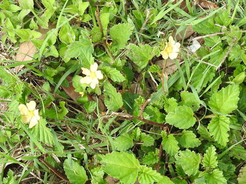 Image of threelobe false mallow