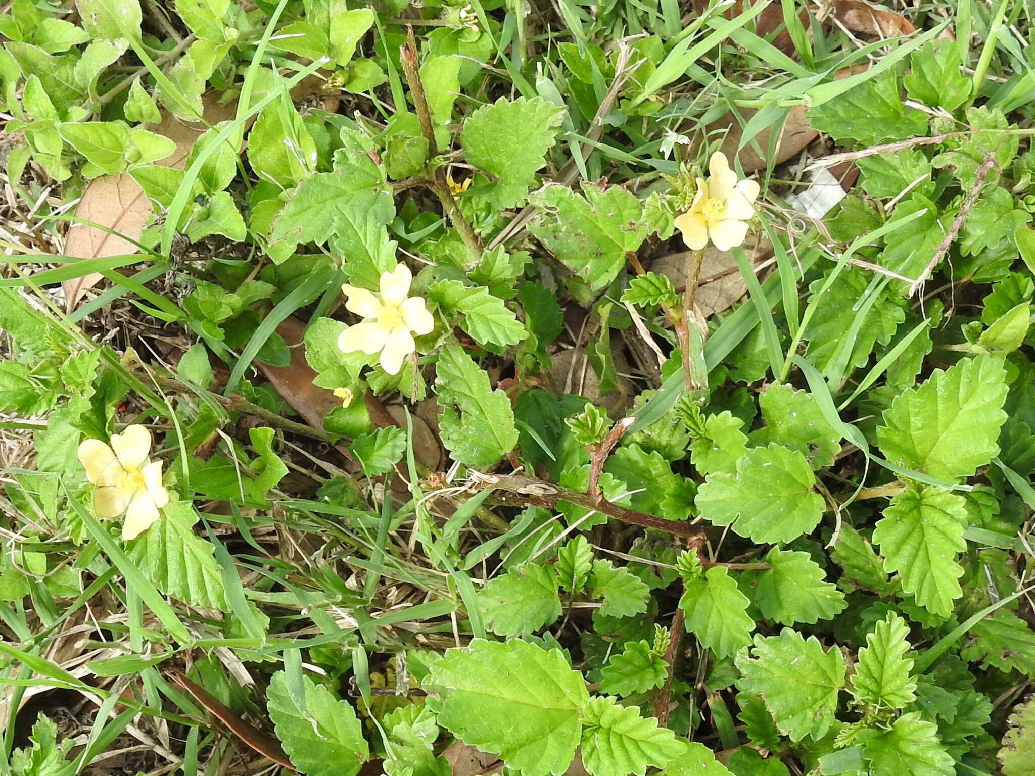 Image de Malvastrum coromandelianum (L.) Garcke