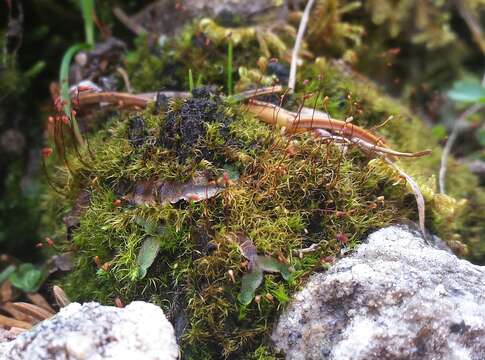 Image of Dicranella grevilleana (Brid.) Schimp.