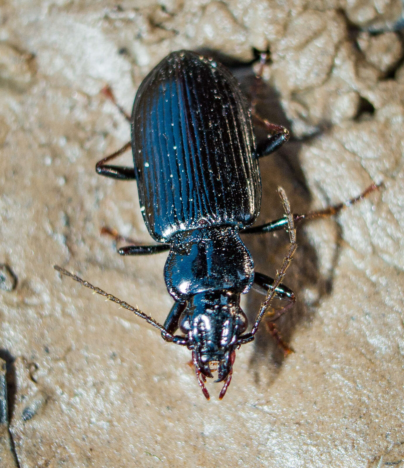 Image of Diplous rugicollis (Randall 1838)