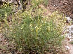 Imagem de Astragalus lonchocarpus Torr.