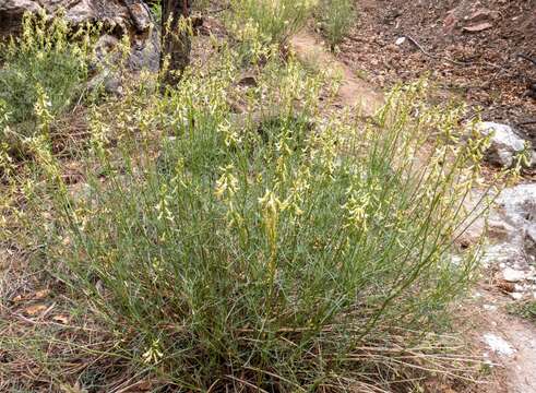 Sivun Astragalus lonchocarpus Torr. kuva