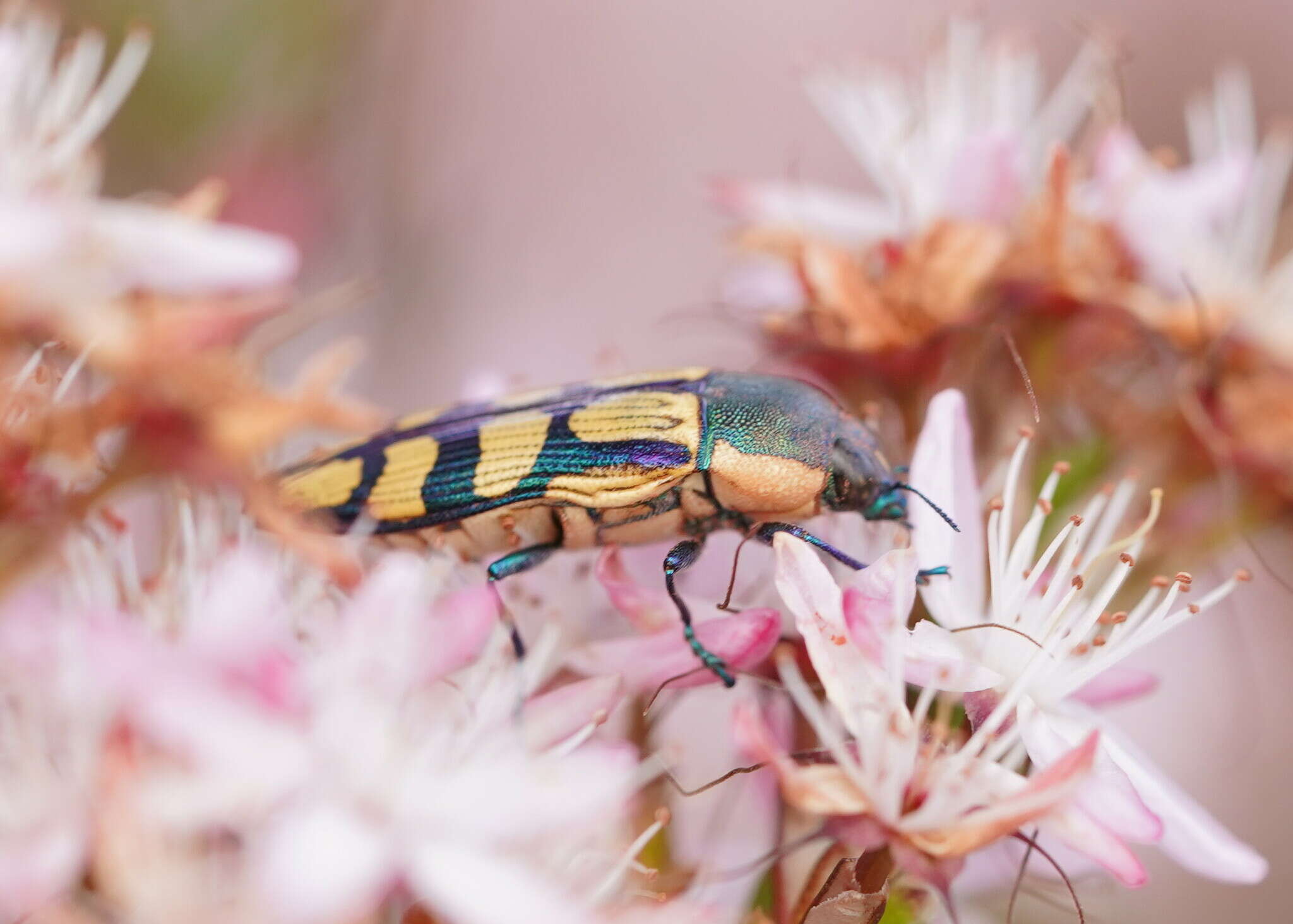 Sivun Castiarina malleeana (Carter 1931) kuva