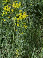 Image of Euphorbia salicifolia Host