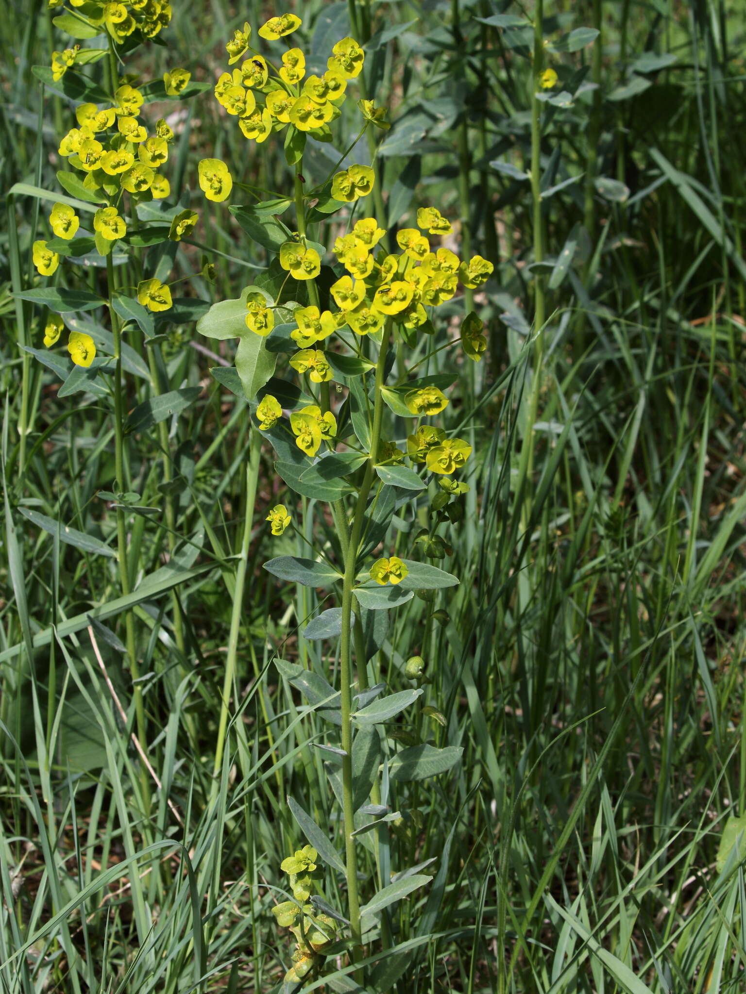 Image of Euphorbia salicifolia Host