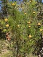 Image of Isopogon anethifolius (Salisb.) Knight