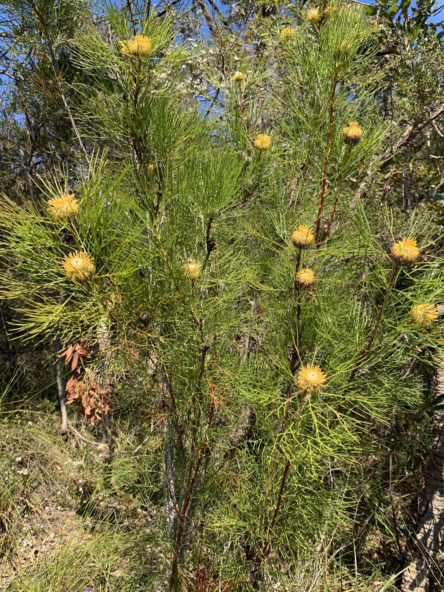 Image of Isopogon anethifolius (Salisb.) Knight