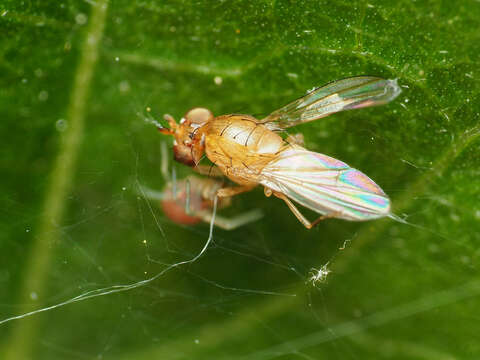 Image of Beach fly
