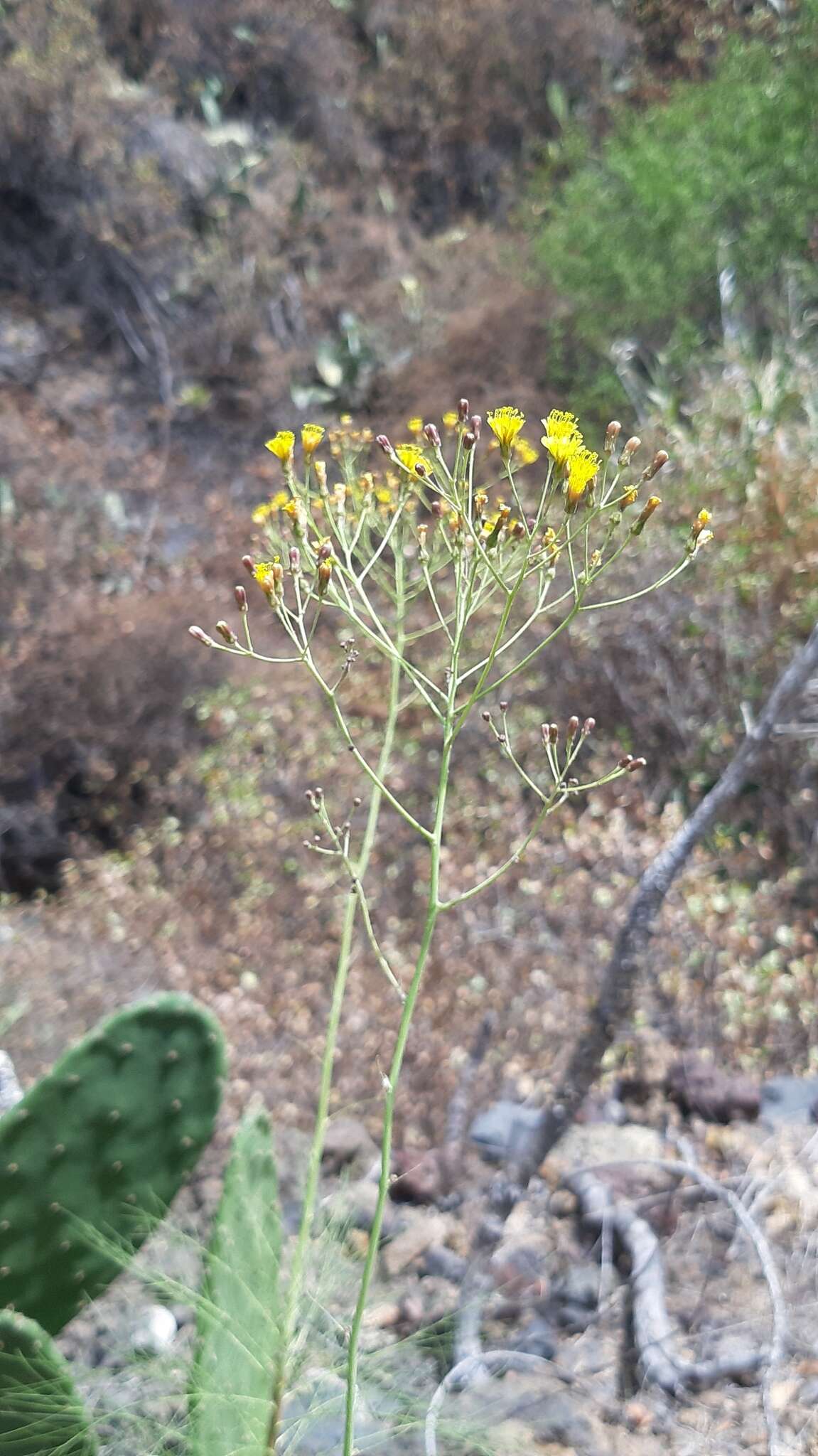 Image of Sonchus capillaris Svent.