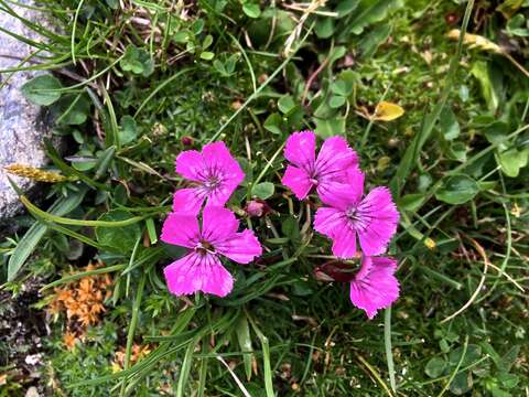 صورة Dianthus glacialis Haenke