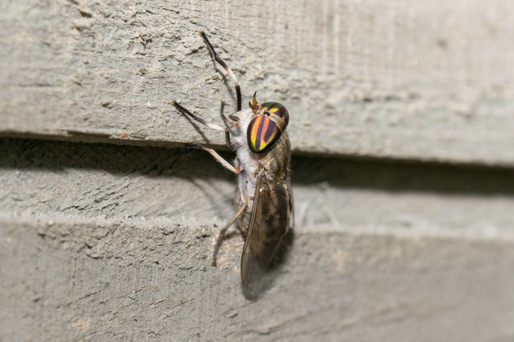 Image of Striped Horse Fly