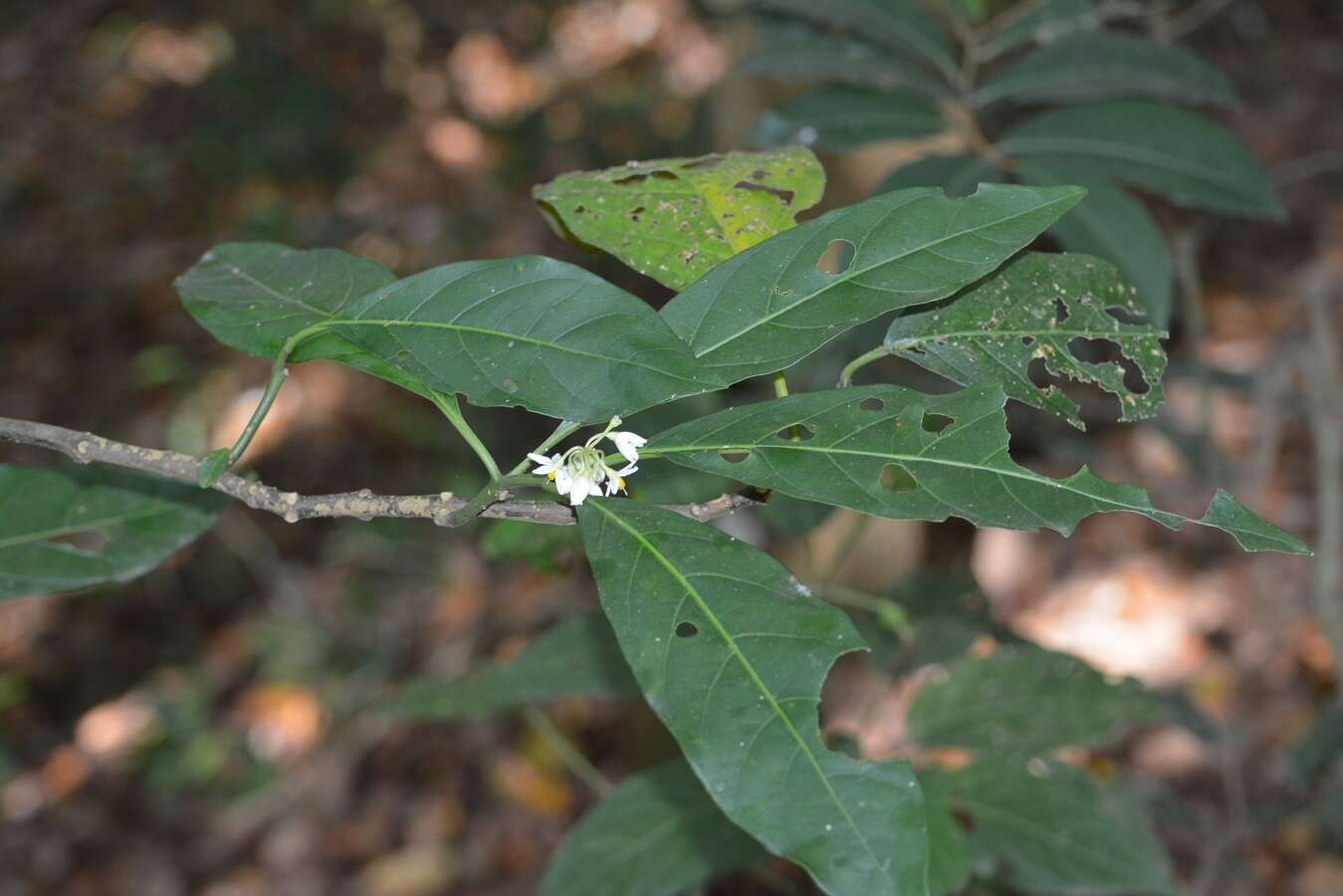 Image of Solanum rovirosanum J. D. Sm.