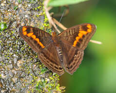 Imagem de Adelpha levona