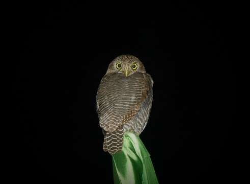 Image of Jungle Owlet