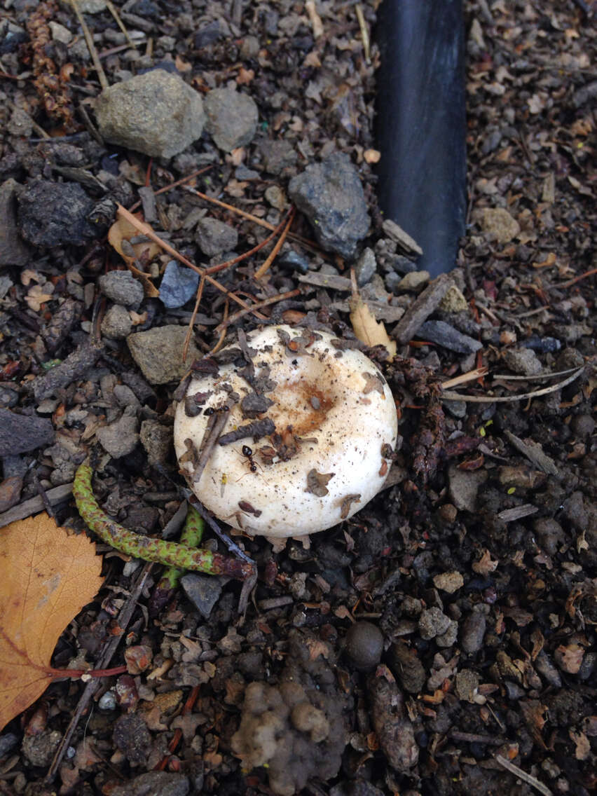 Image of Downy milkcap