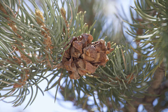 Image of singleleaf pinyon