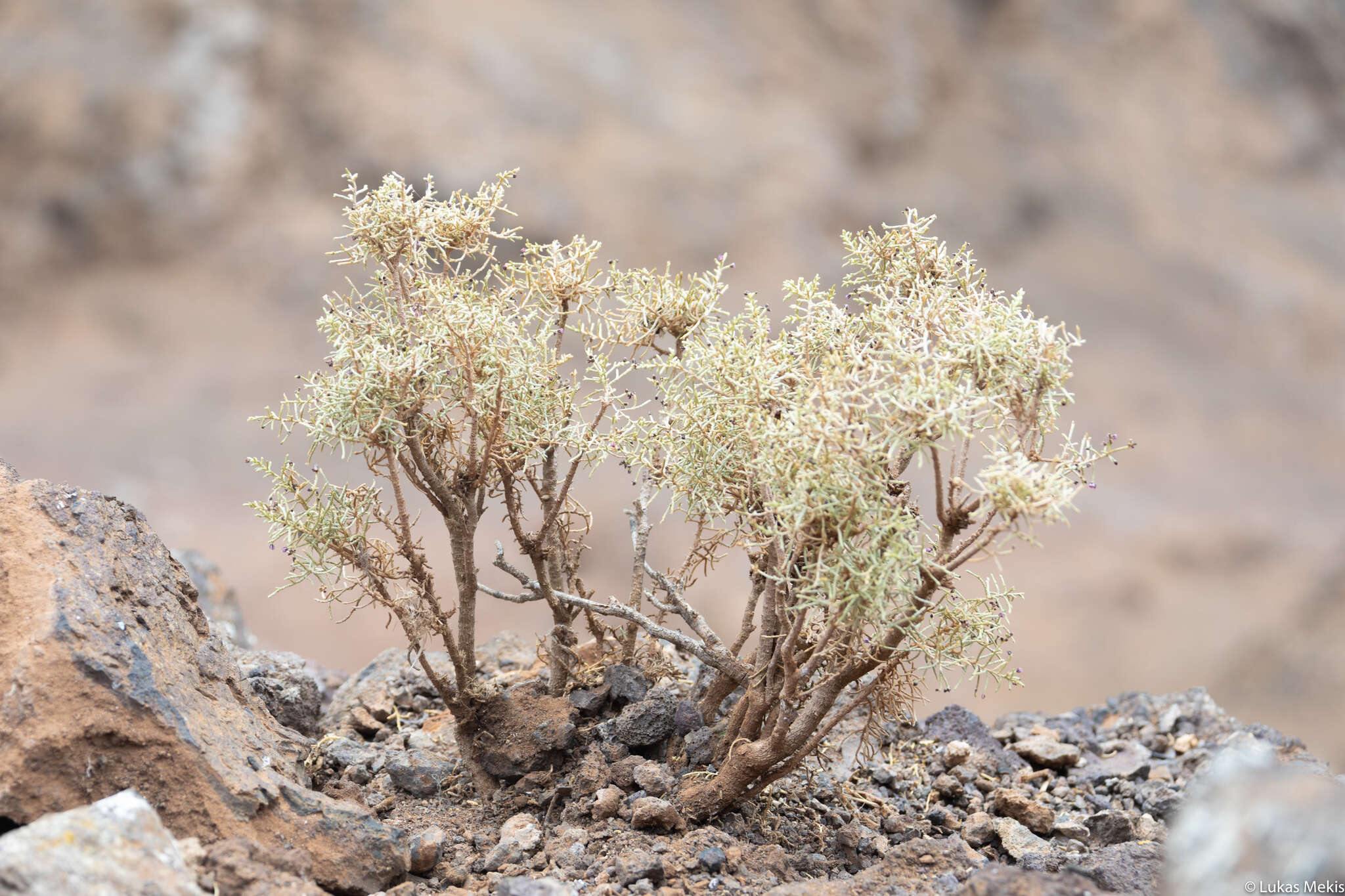 Image of Spergularia manicata (Skottsb.) Kool & Thulin