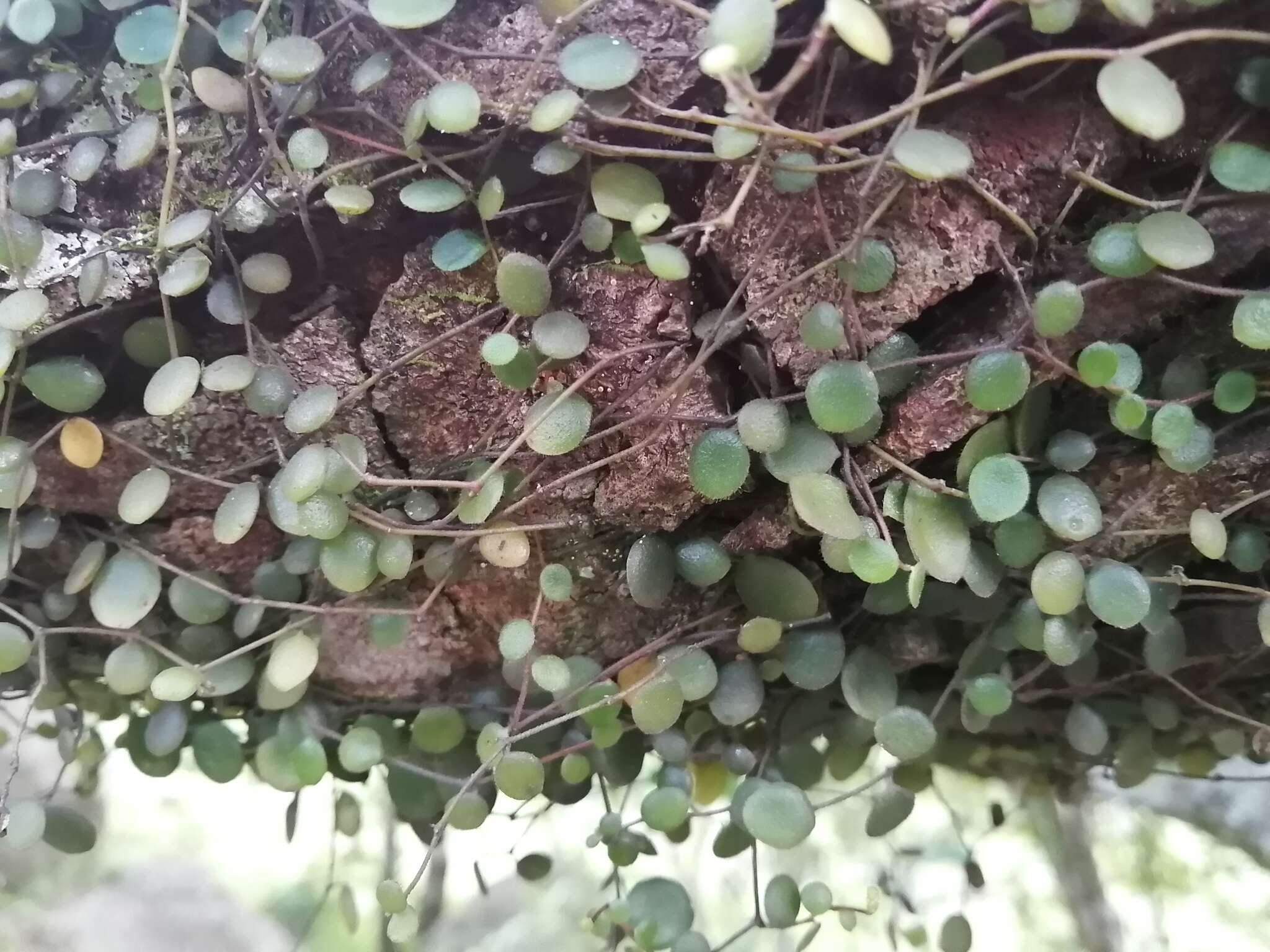 Image of Peperomia bangrooana C. DC.