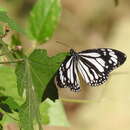 Sivun Danaus (Anosia) melanippus subsp. edmondii Bougaunville 1837 kuva