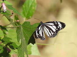 Image de Danaus (Anosia) melanippus subsp. edmondii Bougaunville 1837