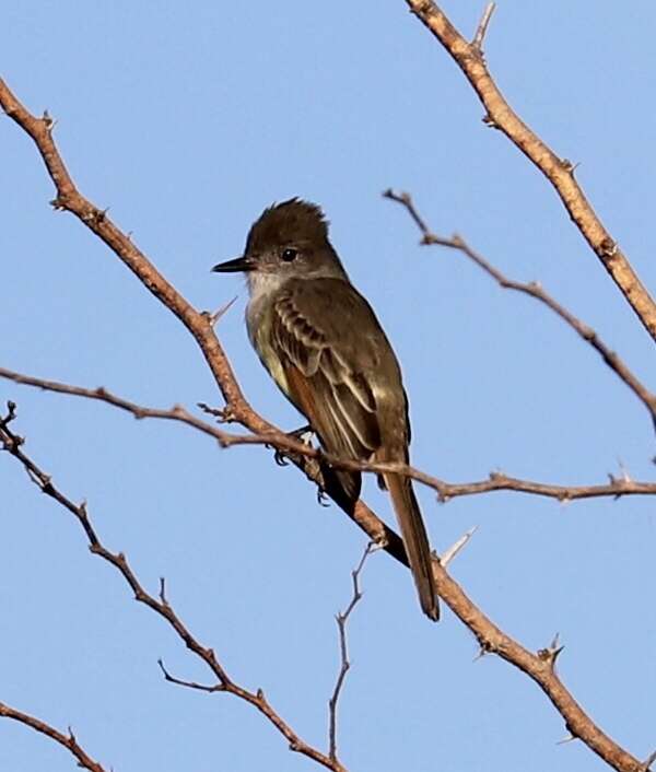 Image of Stolid Flycatcher