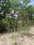 Image of Jones' Beeplant