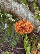 Image of Saraca indica L.