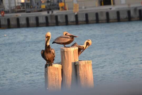 Image of Pelecanus occidentalis carolinensis Gmelin & JF 1789