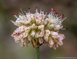 Imagem de Eriogonum nudum var. scapigerum (Eastwood) Jeps.