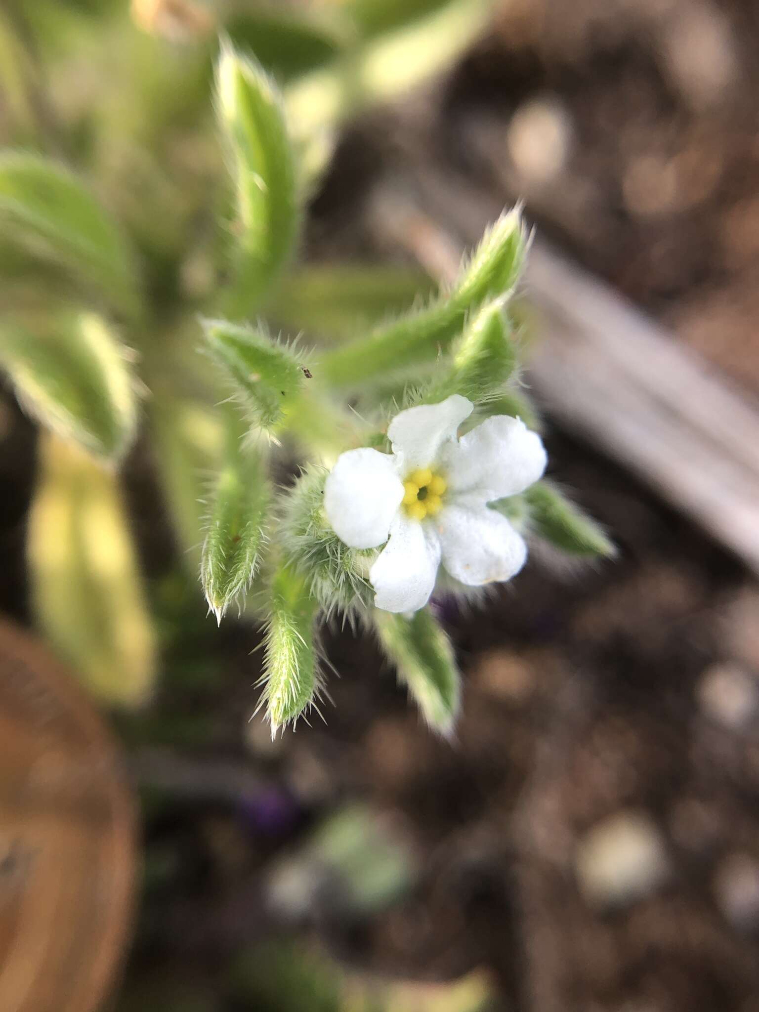 Plancia ëd Cryptantha crassisepala var. crassisepala