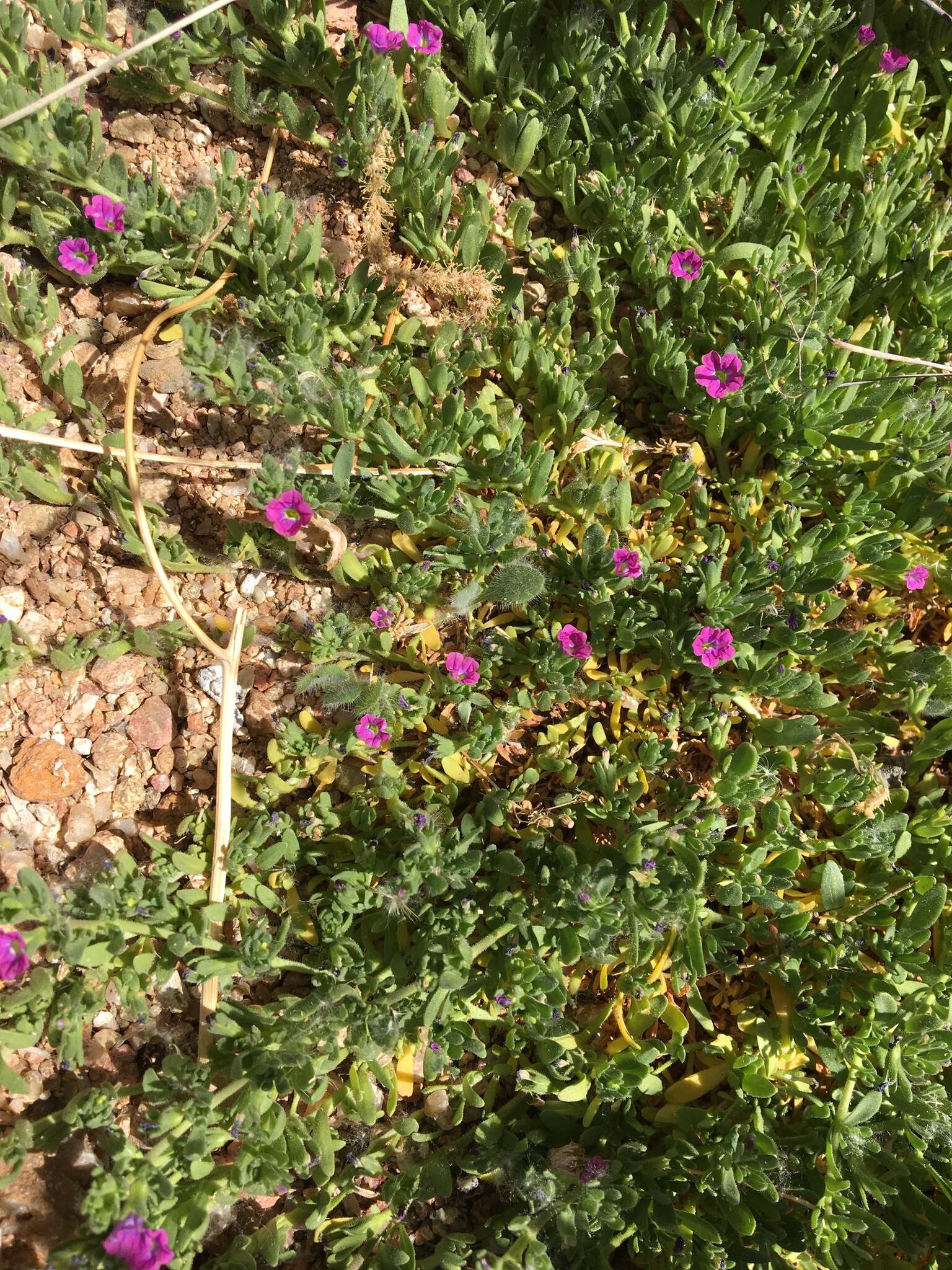 Image of seaside petunia