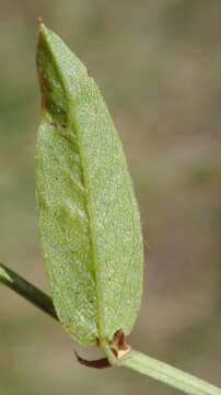 Psoralea plauta C. H. Stirt. resmi