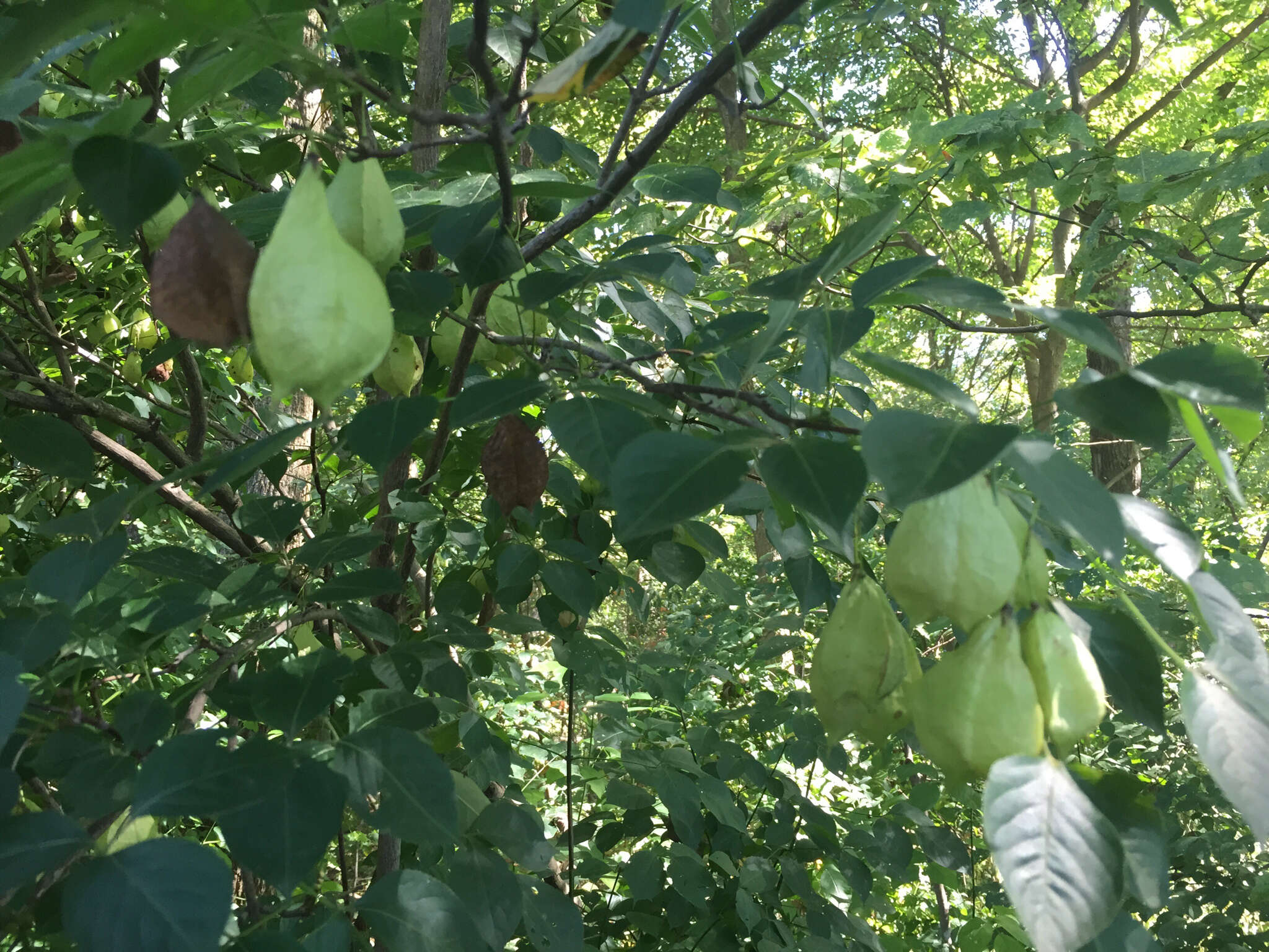 Image of American bladdernut