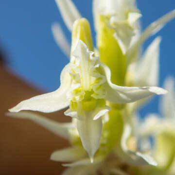 Image of Dendrobium kratense Kerr