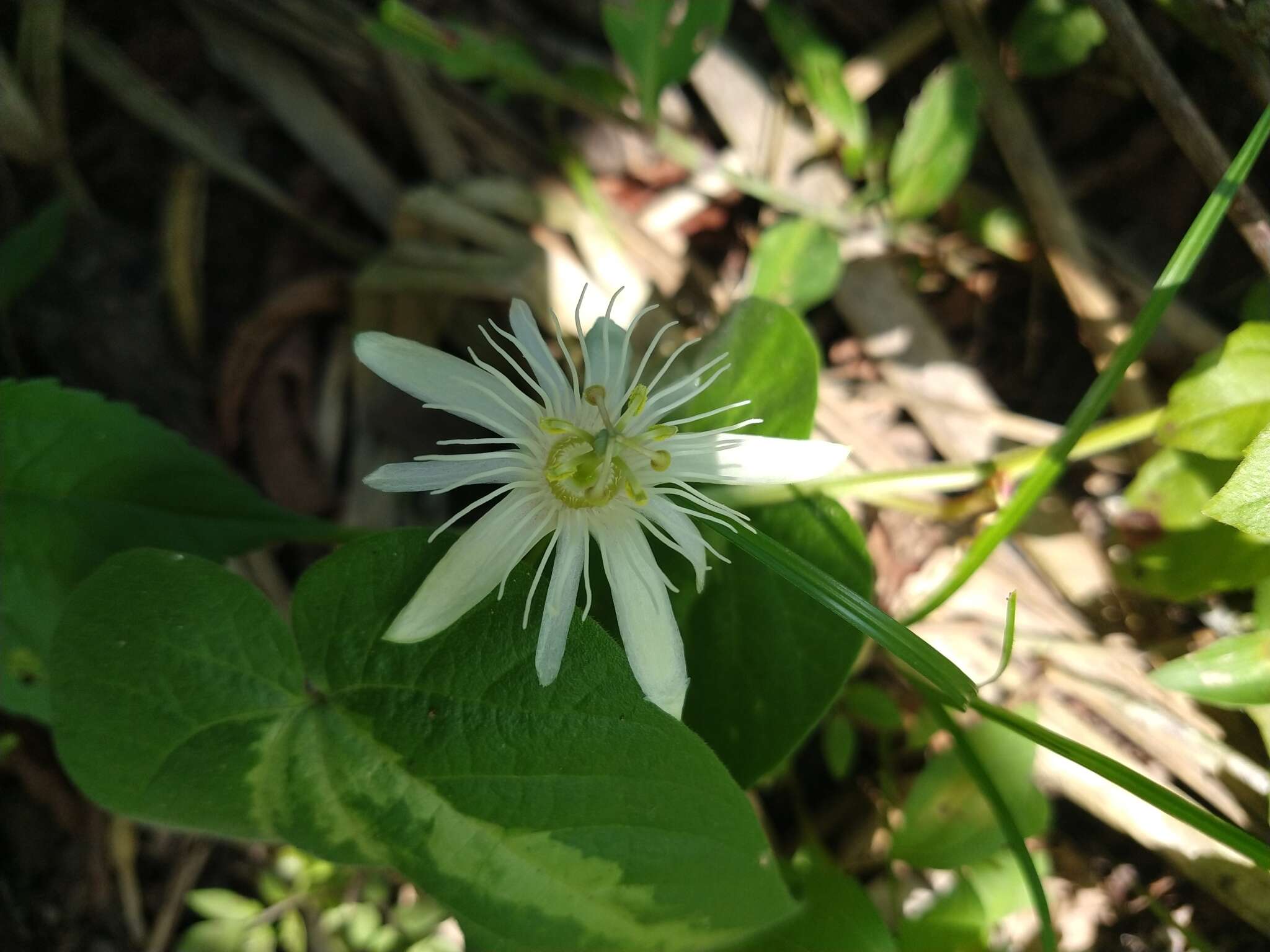 Image of Passiflora capsularis L.