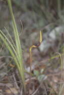 Image of Schoenocaulon caricifolium (Schltdl.) A. Gray