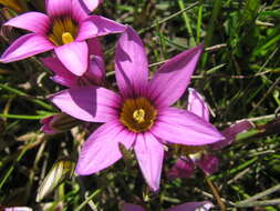 Image of Romulea cruciata var. cruciata