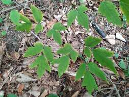 Image of Actaea spicata var. acuminata (Wall. ex Royle) Hara