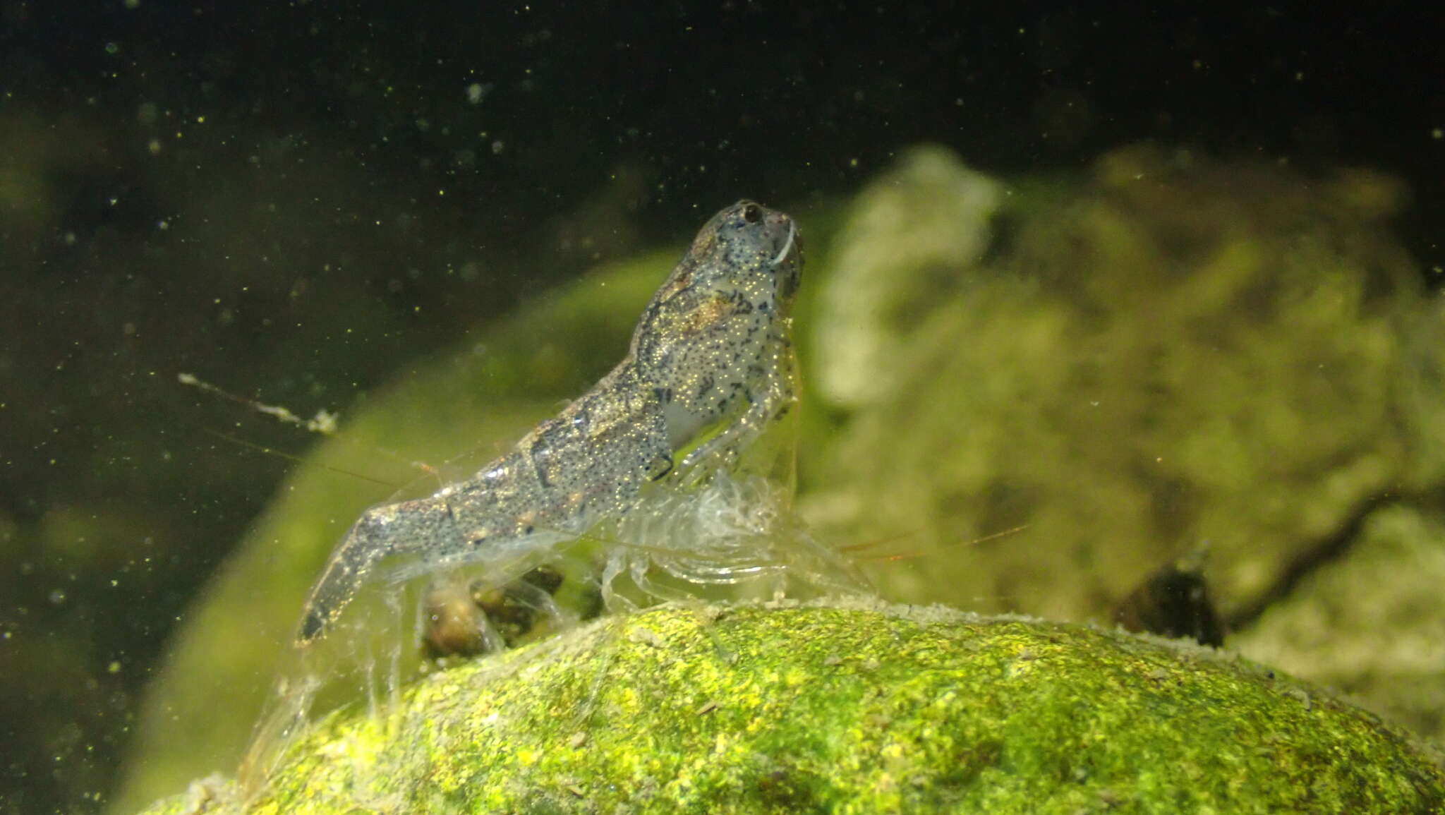 Image de <i>Neocaridina palmata</i>