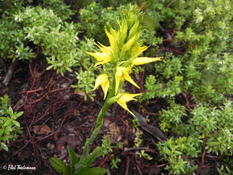 Image of Gavilea lutea (Comm. ex Pers.) M. N. Correa