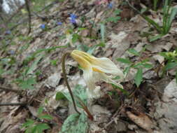 Image of Erythronium caucasicum Woronow