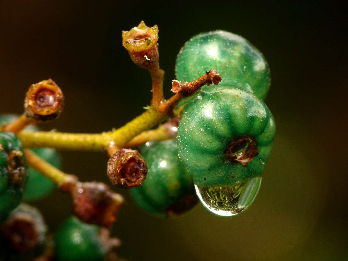 Image of Miconia squamulosa (Sm.) Triana