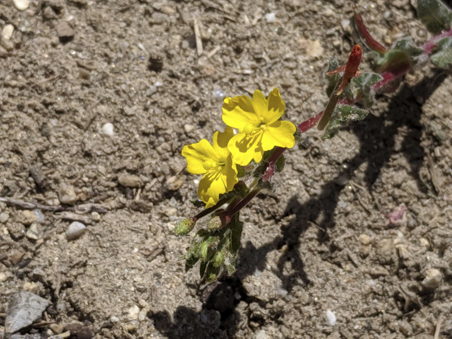 Image of San Bernardino suncup