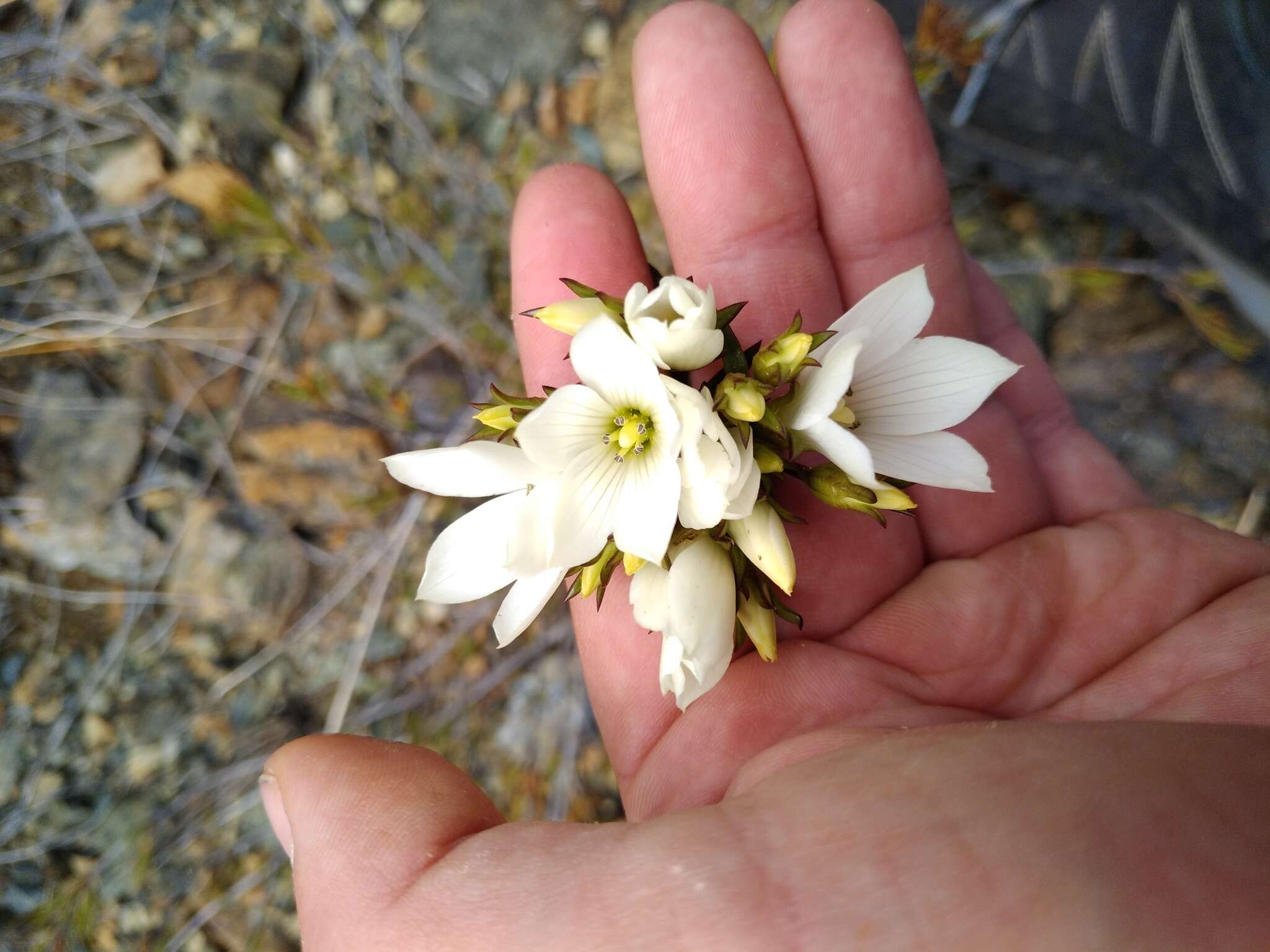 Image of Gentianella stellata Glenny