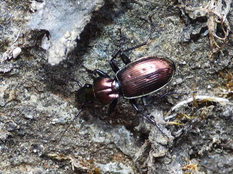 Image of Pterostichus (Pterostichus) rutilans (Dejean 1828)