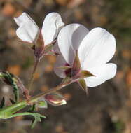 Image of Pelargonium tricolor (Jacq.) Curt.